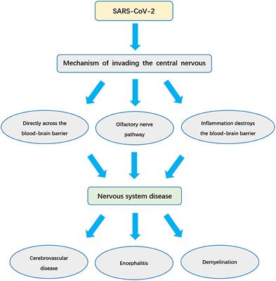 Progress in Research on SARS-CoV-2 Infection Causing Neurological Diseases and Its Infection Mechanism